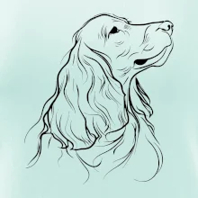 Anglický kokršpaněl černá kresba