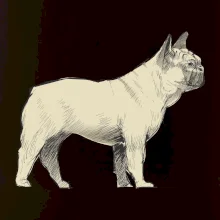 Vintage French bulldog