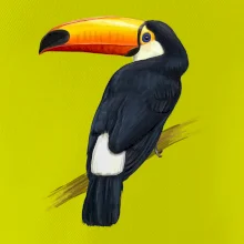 Tukan kreslený