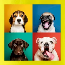 Psi štěňata koláž