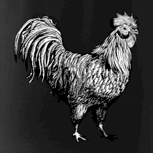 Kohout kreslený černobílý