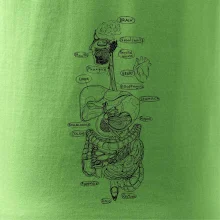 Skica lidských orgánů