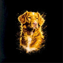Obrázek polotón  Kanadský retrívr (Nova Scotia Duck Tolling Retriever)