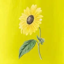 Slunečnice otočená