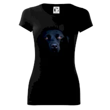 Černý Labrador fotka