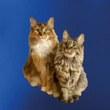 Kočky vectorizované  (Moňas)