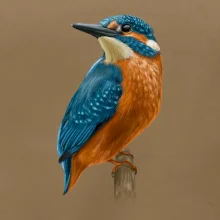 Lednáček kreslený