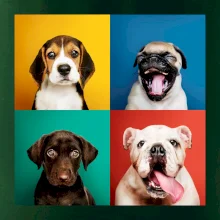 Psi štěňata koláž