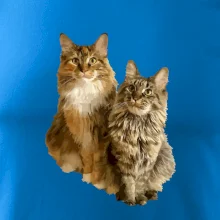 Kočky vectorizované  (Moňas)