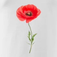 Vlčí mák - kreslený