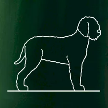 Lagotto romagnolo stojící Lagotto romagnolo stojící