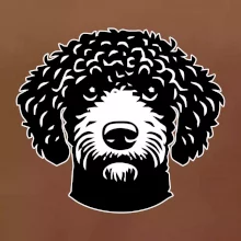 Lagotto romagnolo hlava na prsu