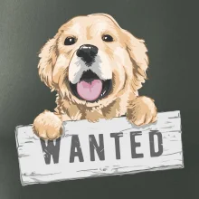 Zlatý retriever - štěně wanted