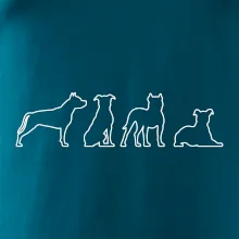 Americký stafordširský teriér v různých pozicích