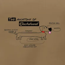 Jezevčík - Anatomie