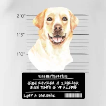 Lump a darebák labrador