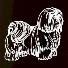 Shih-tzu - chlupatý