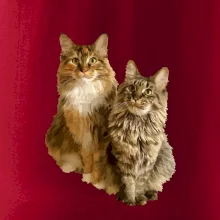 Kočky vectorizované  (Moňas)