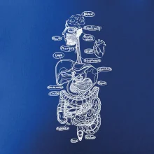 Skica lidských orgánů