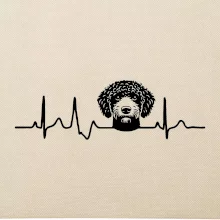 Lagotto romagnolo hlava EKG