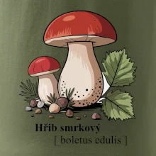 Hřib smrkový - Boletus edulis kreslený