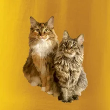 Kočky vectorizované  (Moňas)