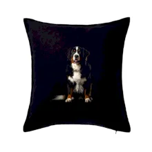 Bernský salašnický pes sedící černá fotka