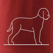 Lagotto romagnolo stojící