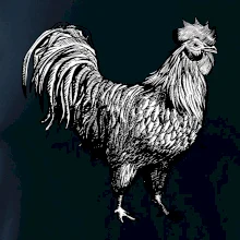 Kohout kreslený černobílý