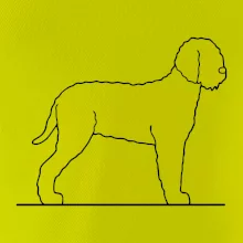 Lagotto romagnolo stojící