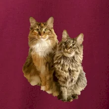 Kočky vectorizované  (Moňas)