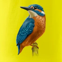 Lednáček kreslený