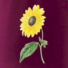 Slunečnice otočená