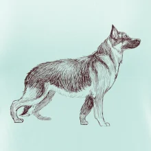 Německý ovčák -  kreslený skica