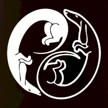 Jezevčíci - Jin jang