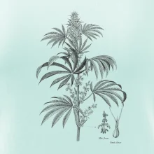 Konopí kytka černobílá