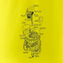 Skica lidských orgánů