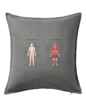 Skelet and Moscular system