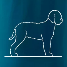 Lagotto romagnolo stojící