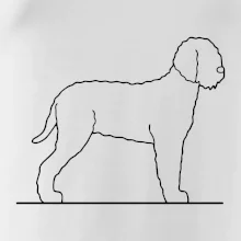 Lagotto romagnolo stojící