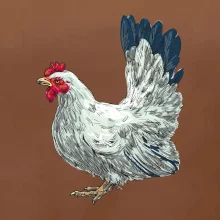 Slepice kreslená bílá