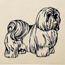 Shih-tzu - chlupatý