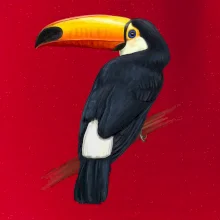 Tukan kreslený