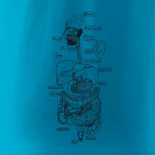 Skica lidských orgánů