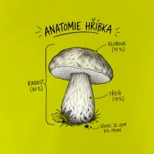 Anatomie hříbka