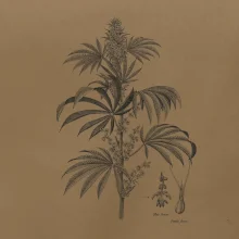 Konopí kytka černobílá