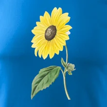 Slunečnice otočená