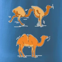 Pravda o velbloudech