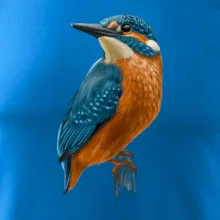 Lednáček kreslený