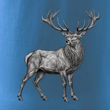 Zvířata Šumavy – Jelen lesní